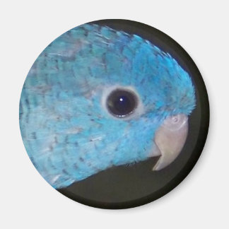 Imán Linnie parakeet Magnet