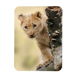 Imán Lion Cub