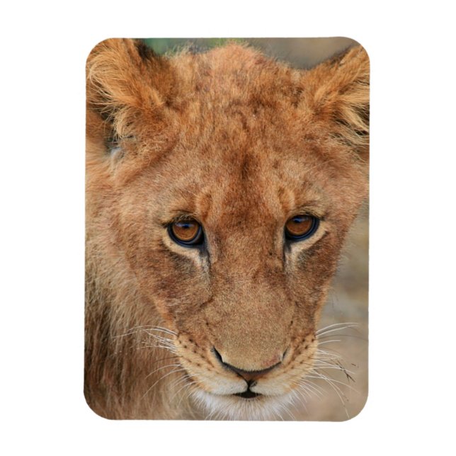 Imán Lion Cub (Vertical)