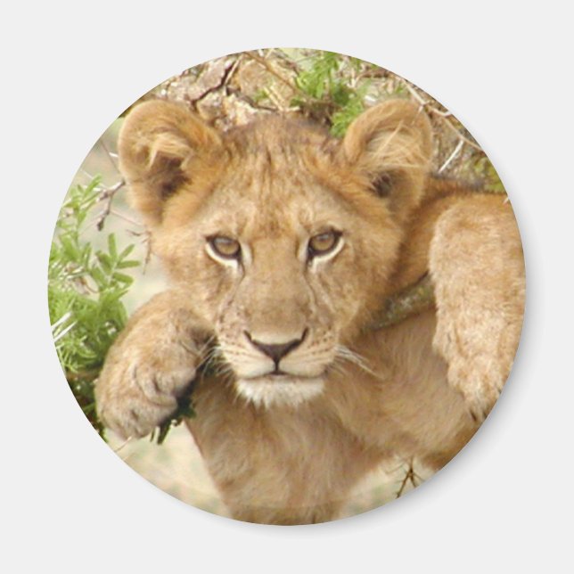 Imán Lion Cub ROUND Magnet (Frente)