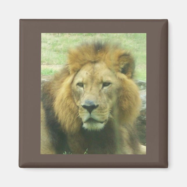Imán Lion Magnet (Frente)