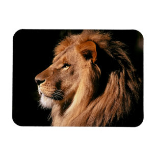 Imán Lion Magnet