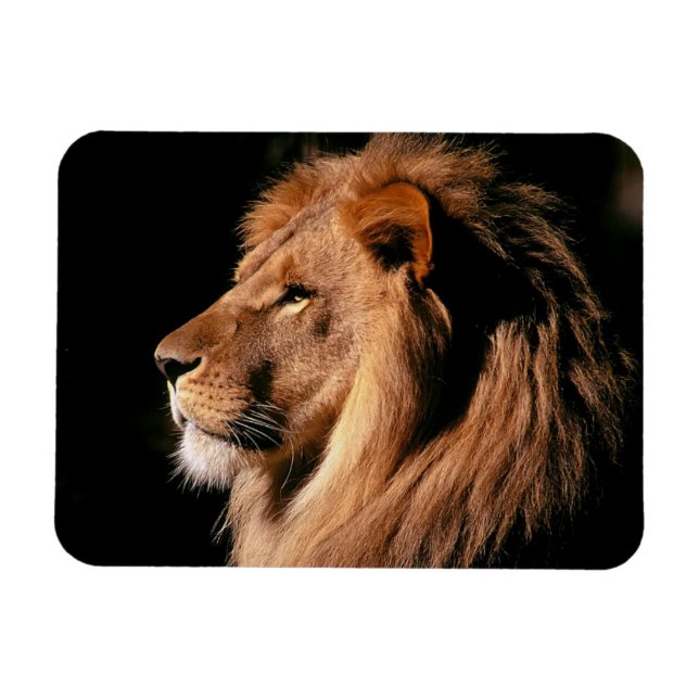 Imán Lion Magnet (Horizontal)