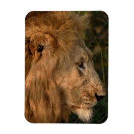 Imán LION Refrigerator Magnet TU plantilla de fotos
