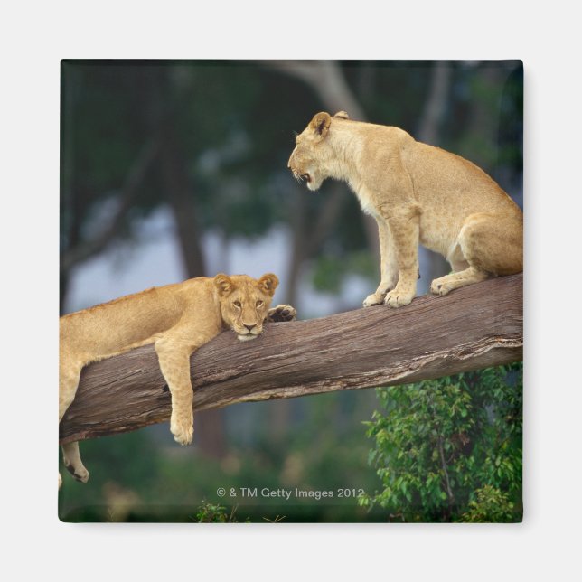 Imán Lionesas en un árbol (Frente)