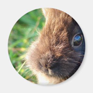 Imán Lionhead Bunny