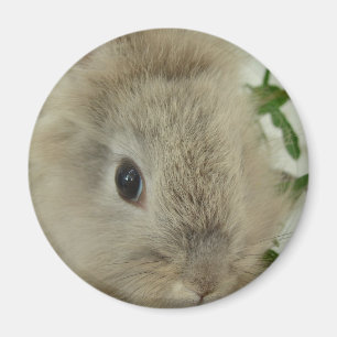 Imán Lionhead Bunny
