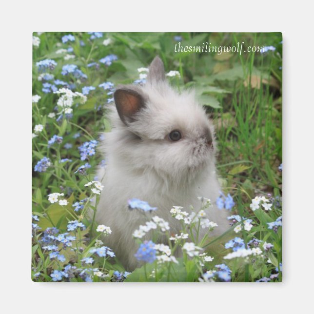 Imán Lionhead Rabbit Magnet (Frente)