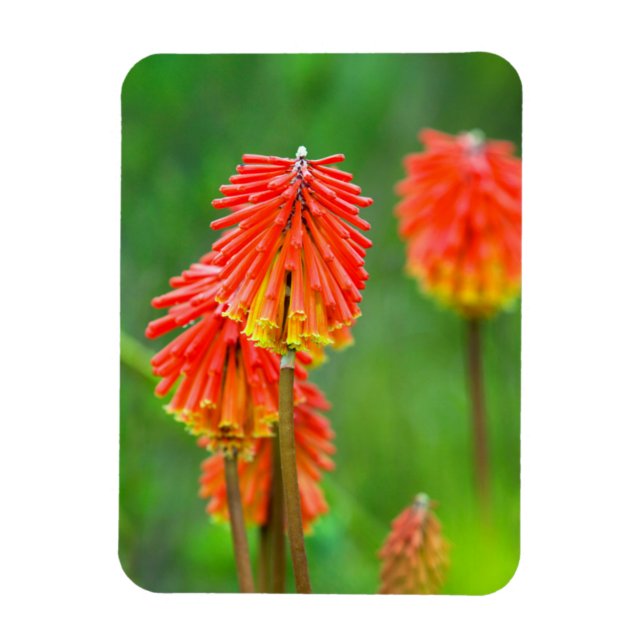Imán Lirio Antorcha (Kniphofia Uvaria), Cabo Occidental (Vertical)