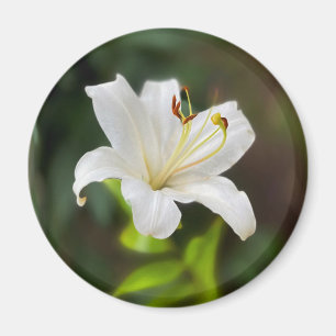 Imán Lirio blanco brillante