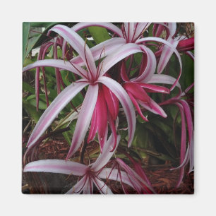Imán Lirio Crinum Púrpura de la Reina Emma