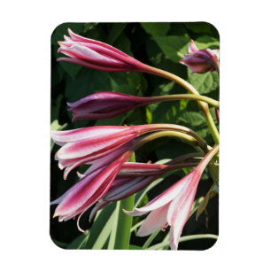 Imán Lirio Crinum Rojo