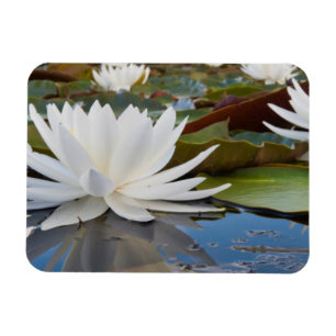 Imán Lirio de Agua Fragante (Nymphaea Odorata) en Caddo
