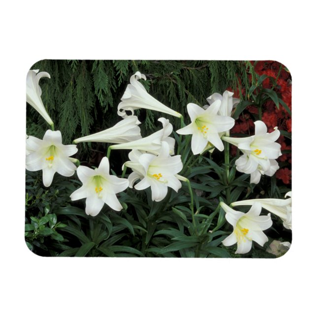 Imán Lirio de Pascua (Lilium regale) (Horizontal)