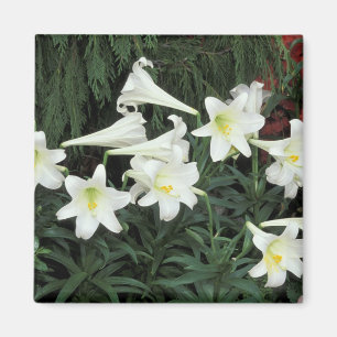 Imán Lirio de Pascua (Lilium regale)