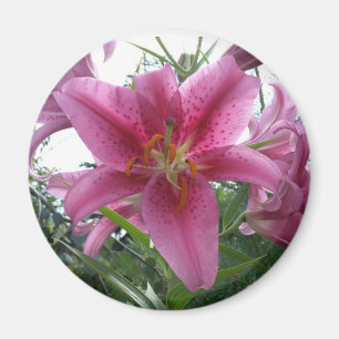 Imán Lirio del Stargazer