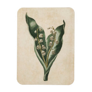 Imán Lirio floral botánico vintage del Valle Magnet