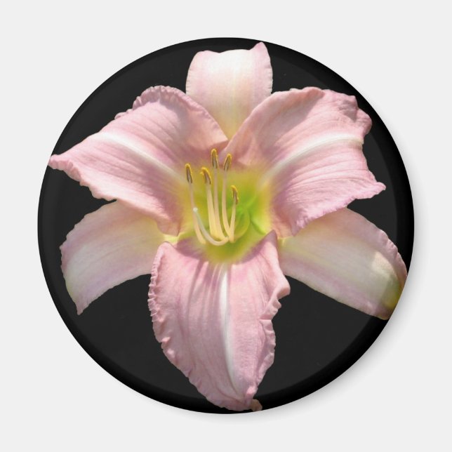 Imán Lirio rosa Magnet (Frente)