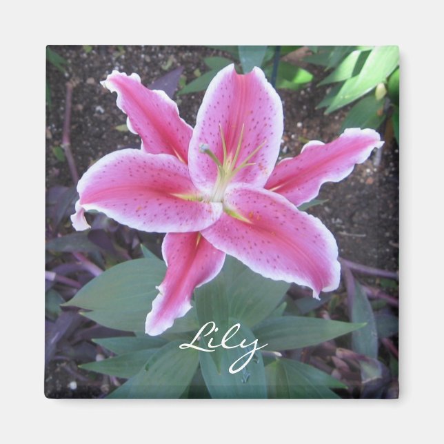 Imán Lirio rosa Magnet (Frente)