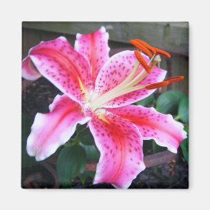 Imán Lirio rosado del Stargazer