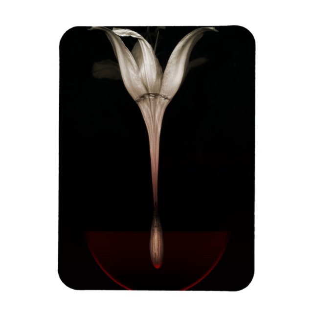 Imán Lirio sangrante 2013 (Vertical)