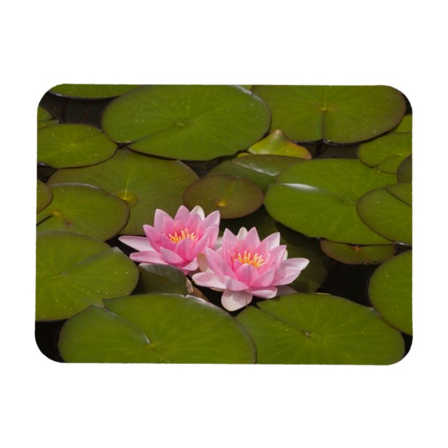 Imán Lirios de agua en flor (Horizontal)