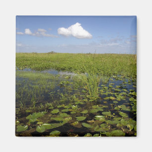 Imán Lirios de agua y pasto aserrado en Florida