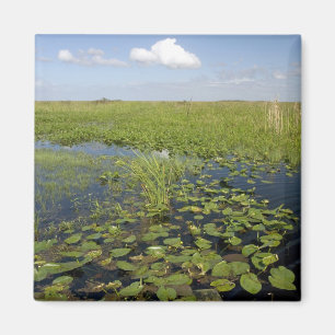 Imán Lirios de agua y sawgrass en los Everglades de Flo