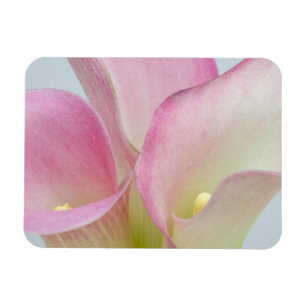 Imán Lirios de Calla Rosados