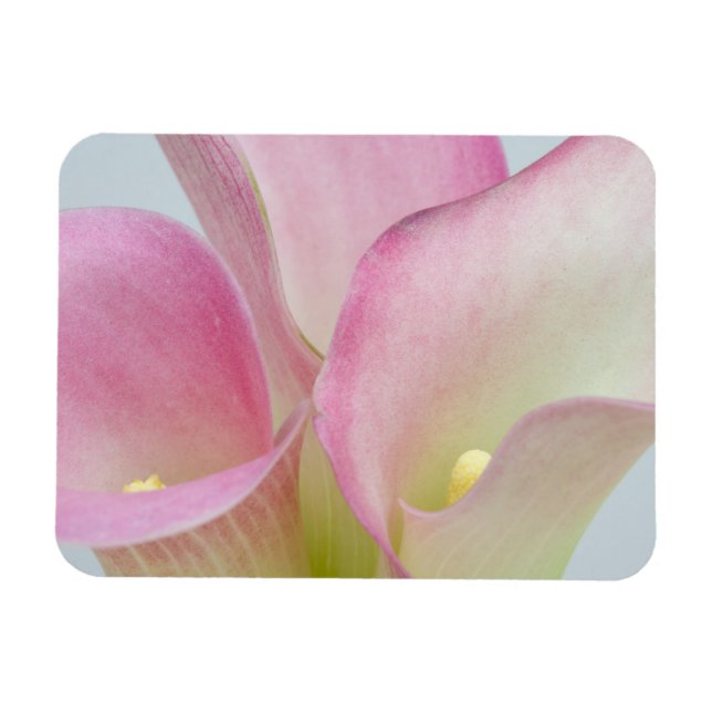Imán Lirios de Calla Rosados (Horizontal)