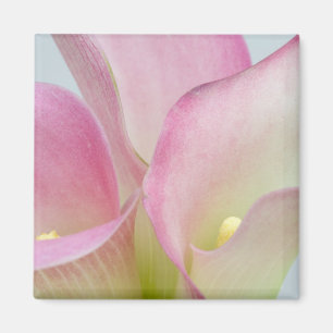Imán Lirios de Calla Rosados