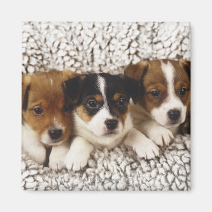 Imán Litera de perritos