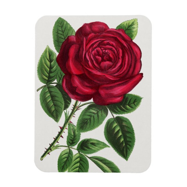 Imán Litografía de rosa antigua, François-Frédéric Grob (Vertical)