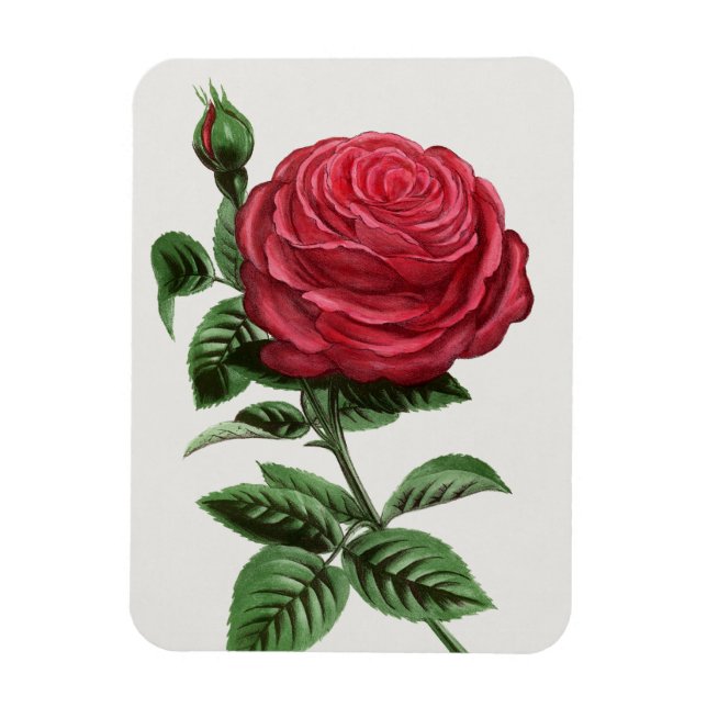 Imán Litografía de rosa antigua, François-Frédéric Grob (Vertical)