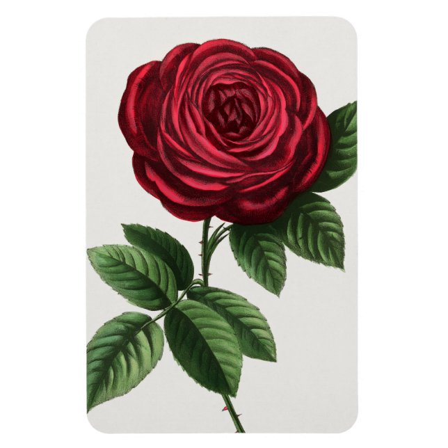 Imán Litografía de rosa antigua, François-Frédéric Grob (Vertical)