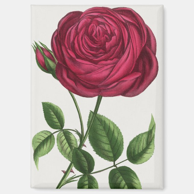 Imán Litografía de rosa antigua, François-Frédéric Grob (Anverso)