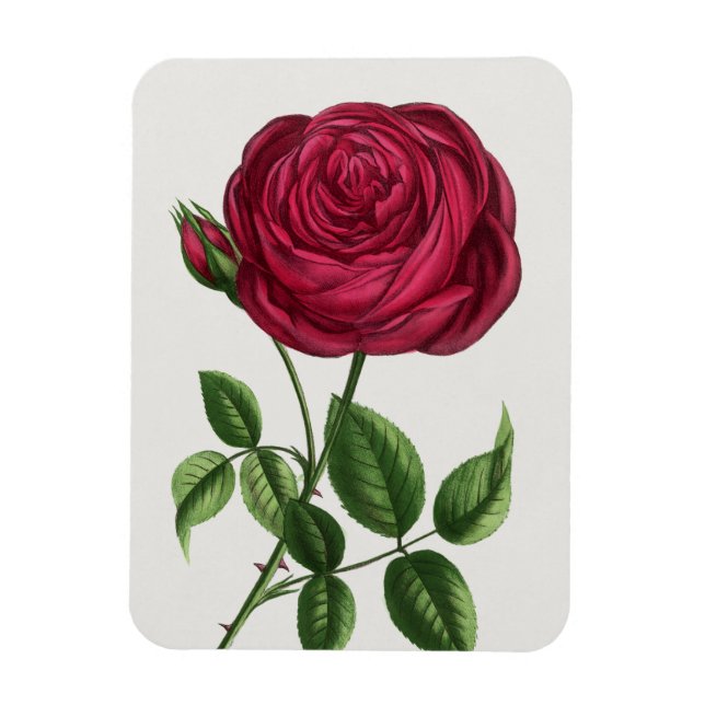 Imán Litografía de rosa antigua, François-Frédéric Grob (Vertical)