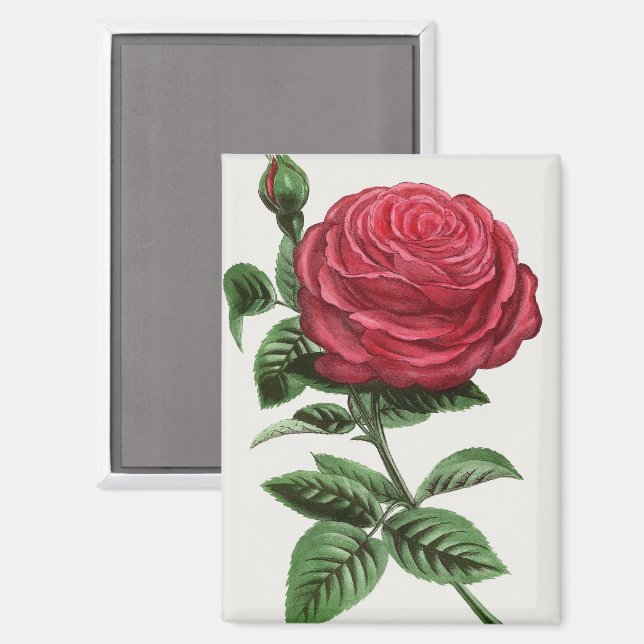 Imán Litografía de rosa antigua, François-Frédéric Grob (Anverso/Reverso)