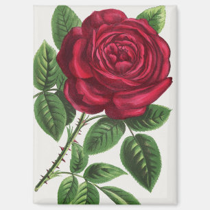 Imán Litografía de rosa antigua, François-Frédéric Grob