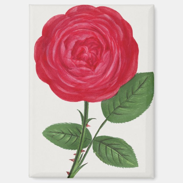 Imán Litografía de rosa antigua, François-Frédéric Grob (Anverso)