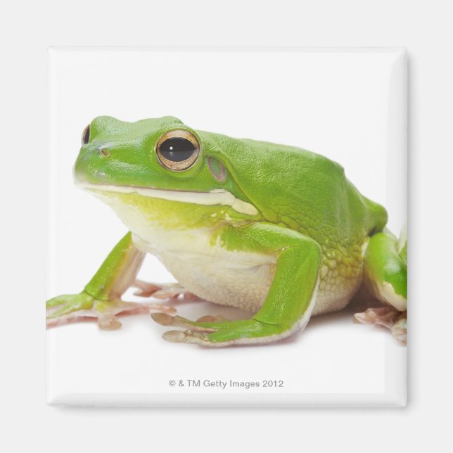 Imán Litora Infrafrenata, Rana (Frente)