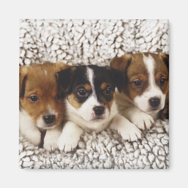 Imán Litro de cachorros (Frente)