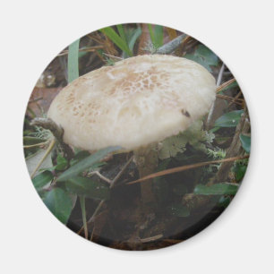 Imán Little Brown Mushrooms OBX Magnet