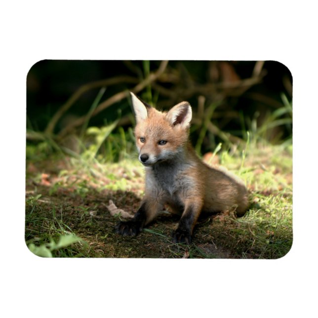 Imán Little Cub Red Fox (Horizontal)