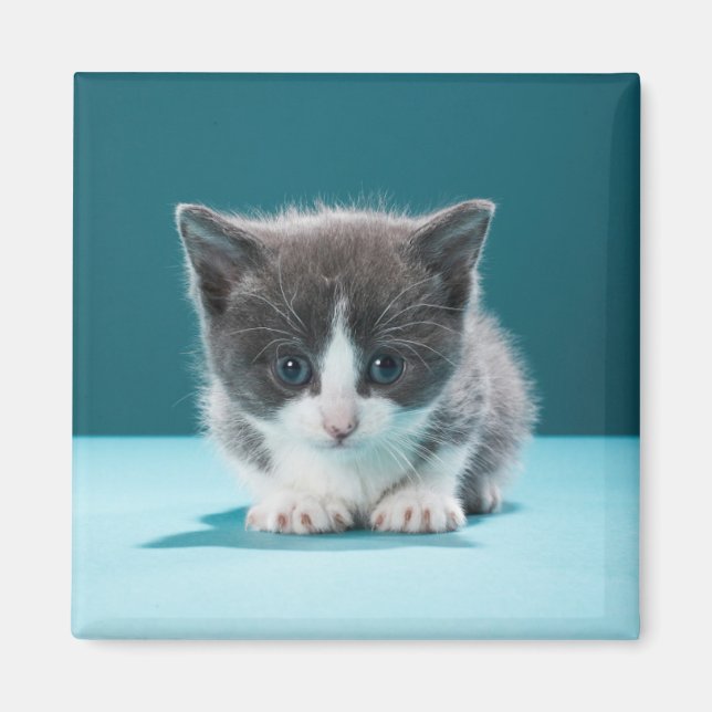 Imán Little Kitten (Frente)