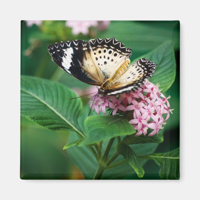Imán Little Leopard Wings Magnet (Frente)