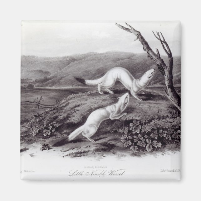 Imán Little Nimble Weasel (Frente)