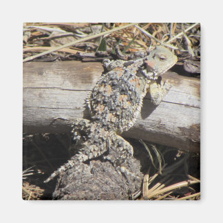 Imán Lizard coronado
