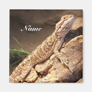 Imán Lizard de dragón con barba para bebé personaliza