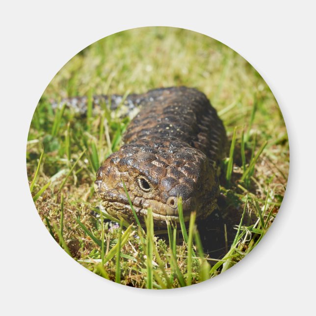 Imán Lizard De Lengua Azul Que Se Agarra En La Grasa, (Frente)